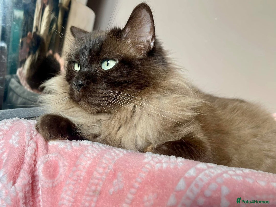 Ragdoll cats for sale: Pedigree Cherubim Ragdoll Kittens💫 - Image 17