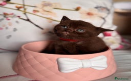 British Shorthair cats for sale: Beautiful British Shorthair Kittens 💝 - Image 13