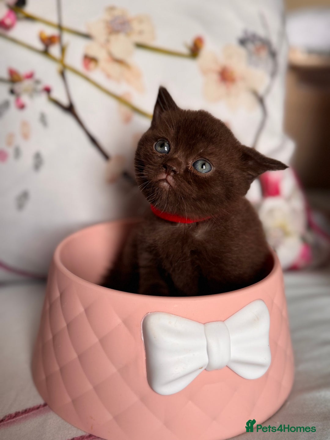 British Shorthair cats for sale: Beautiful British Shorthair Kittens 💝 - Image 13