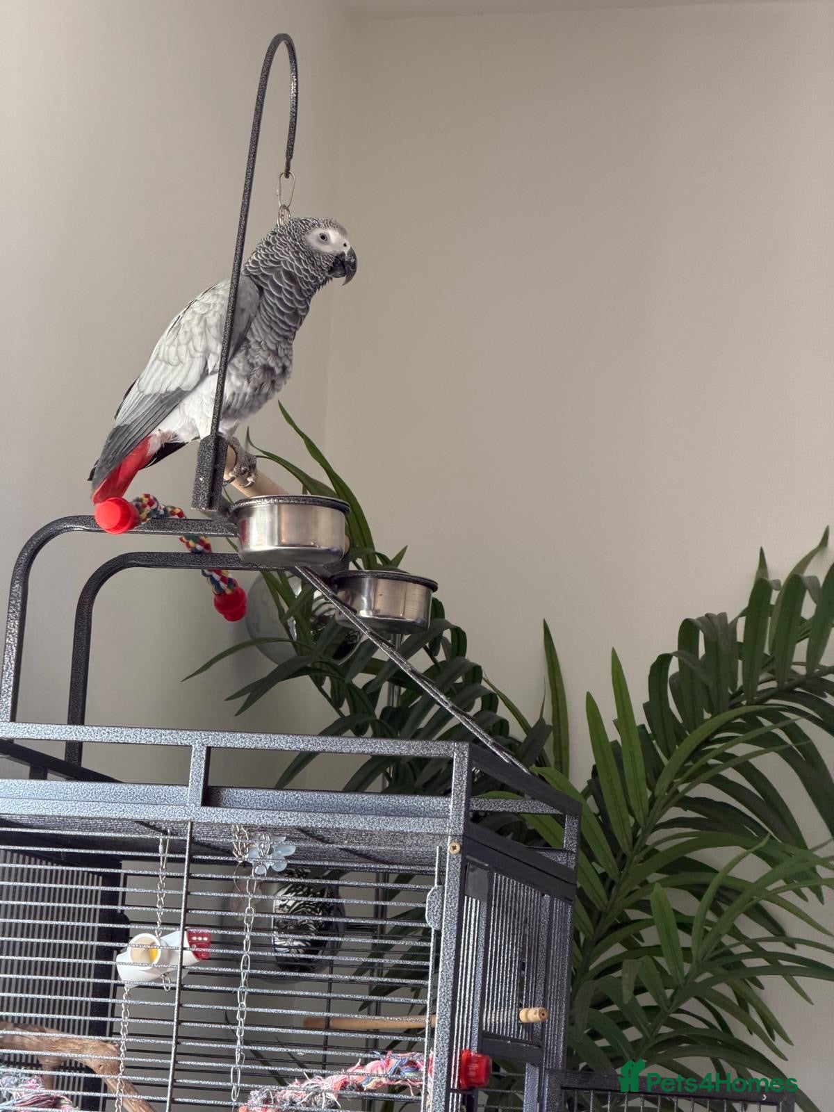 Parrots birds African Grey Congo & Amazons blue -for Sale - Advert 1