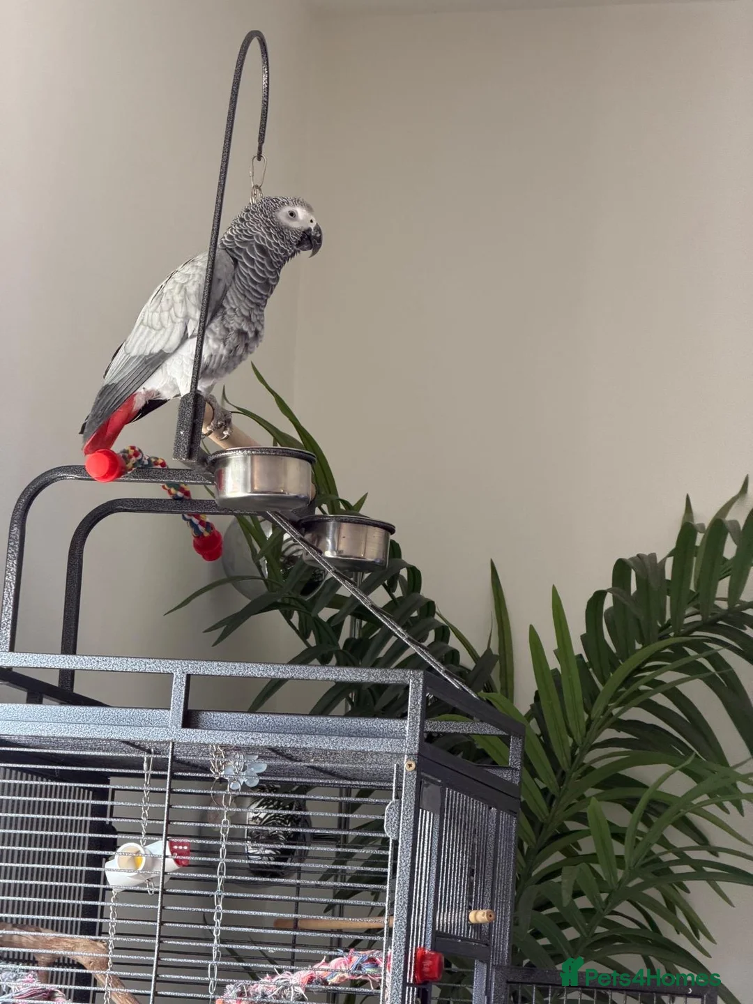 Parrots birds for sale: African Grey Congo & Amazons blue -for Sale - Advert 1