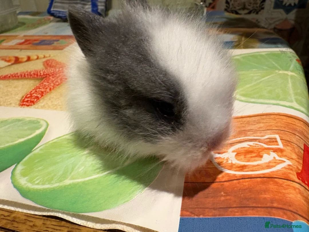 Lionhead rabbits for sale: 4 Lionhead bunnies for sale- mixed  - Advert 16