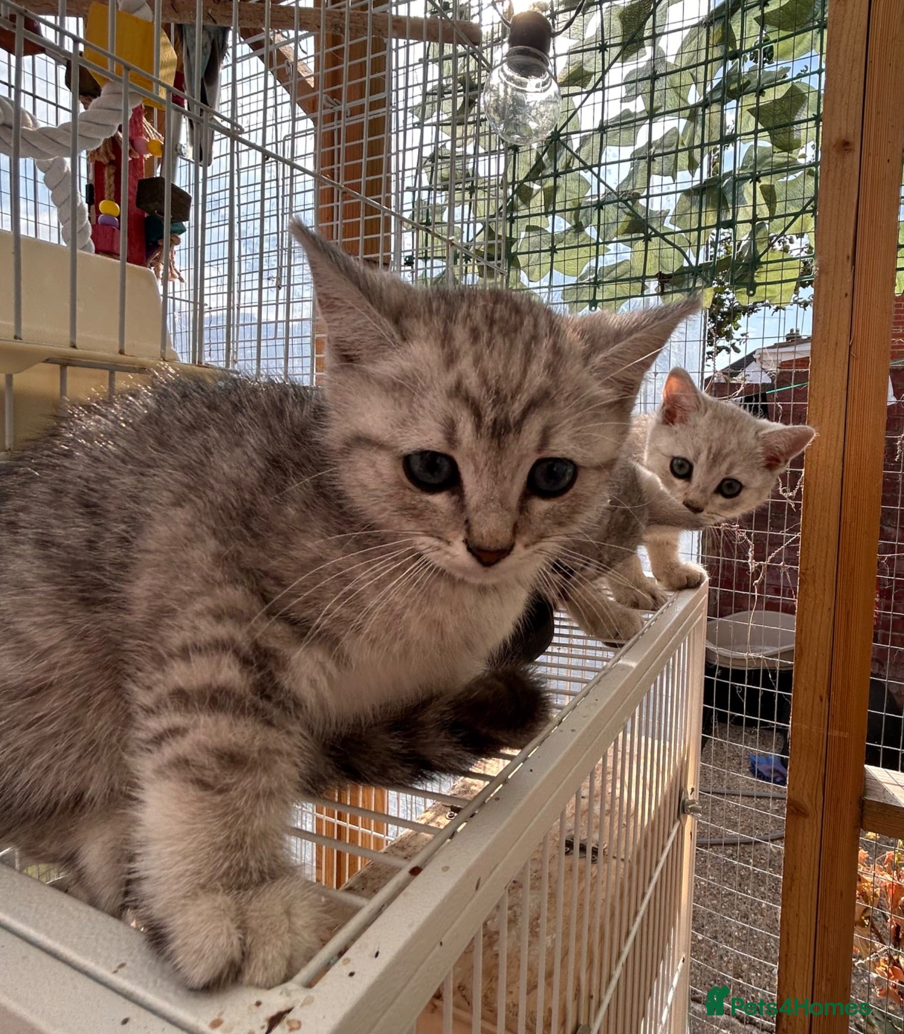 Scottish Fold cats Scottishfold kittens - Advert 3