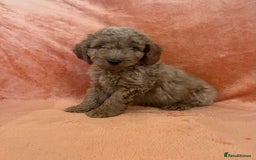 Cockapoo dogs for sale: F1b toy cockapoo puppies for sale 6 left  - Advert 2