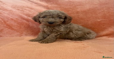 Cockapoo dogs - Advert 5