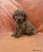 Cockapoo dogs - Advert 2