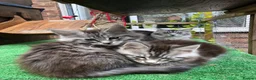 Maine Coon cats for sale: Mainecoon kittens 10 weeks old ready to leave in Doncaster - Advert 8