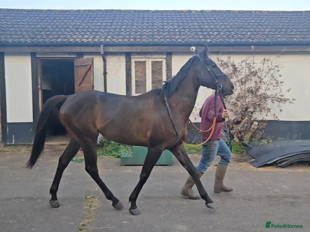 English Thoroughbred horses for sale: Sweet Unraced 5yo Gelding - Image 2