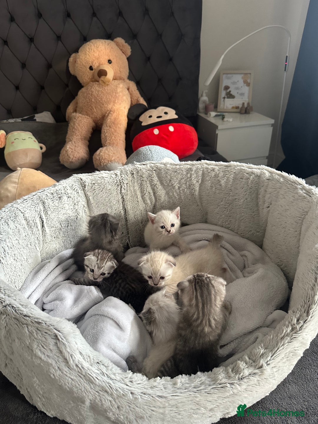 Scottish Fold cats for sale: Adorable playful scottish fold kittens  - Image 34
