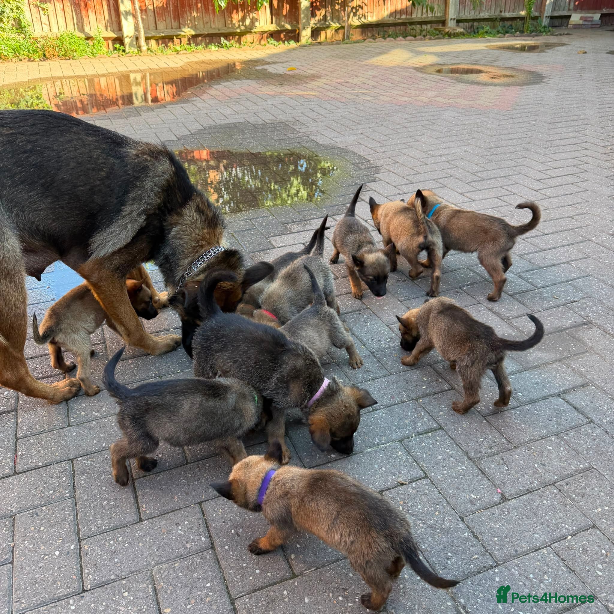 Belgian Shepherd Dog dogs BELGIAN MALINOIS PUPPIES – READY NOW! Birmingham - Advert 18
