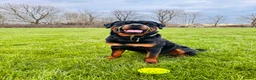 Rottweiler dogs for stud: ⭐️ Rottweiler stud ⭐️ - Advert 4