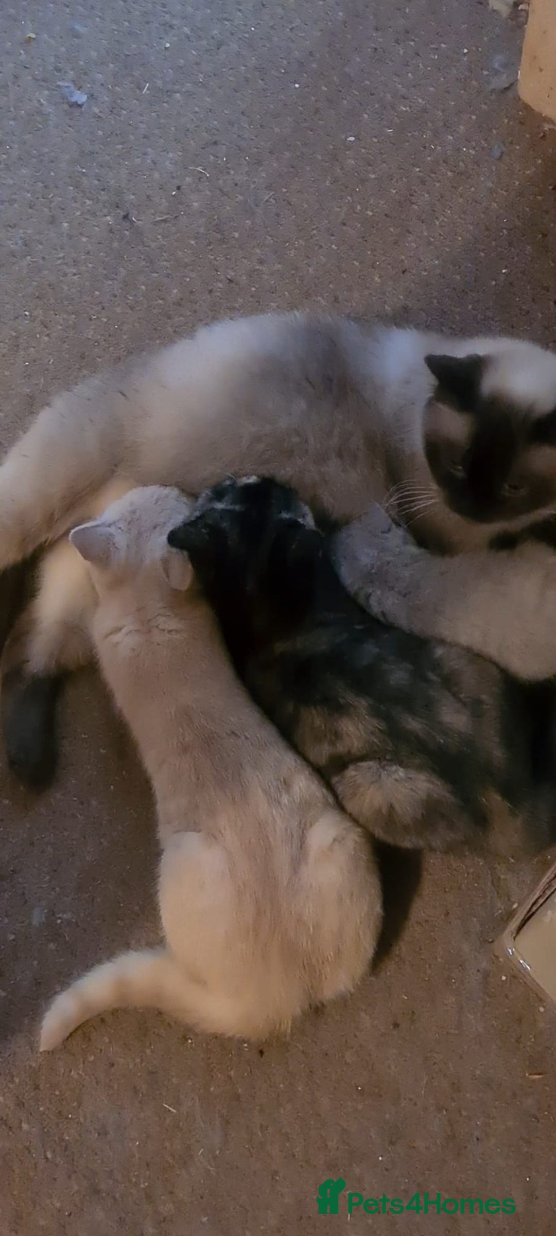 British Shorthair cats for sale: Bsh babies*ready to leave* - Advert 13