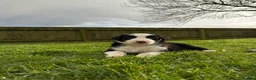 Border Collie dogs for sale: Border collie puppies seeking working/active homes - Advert 32
