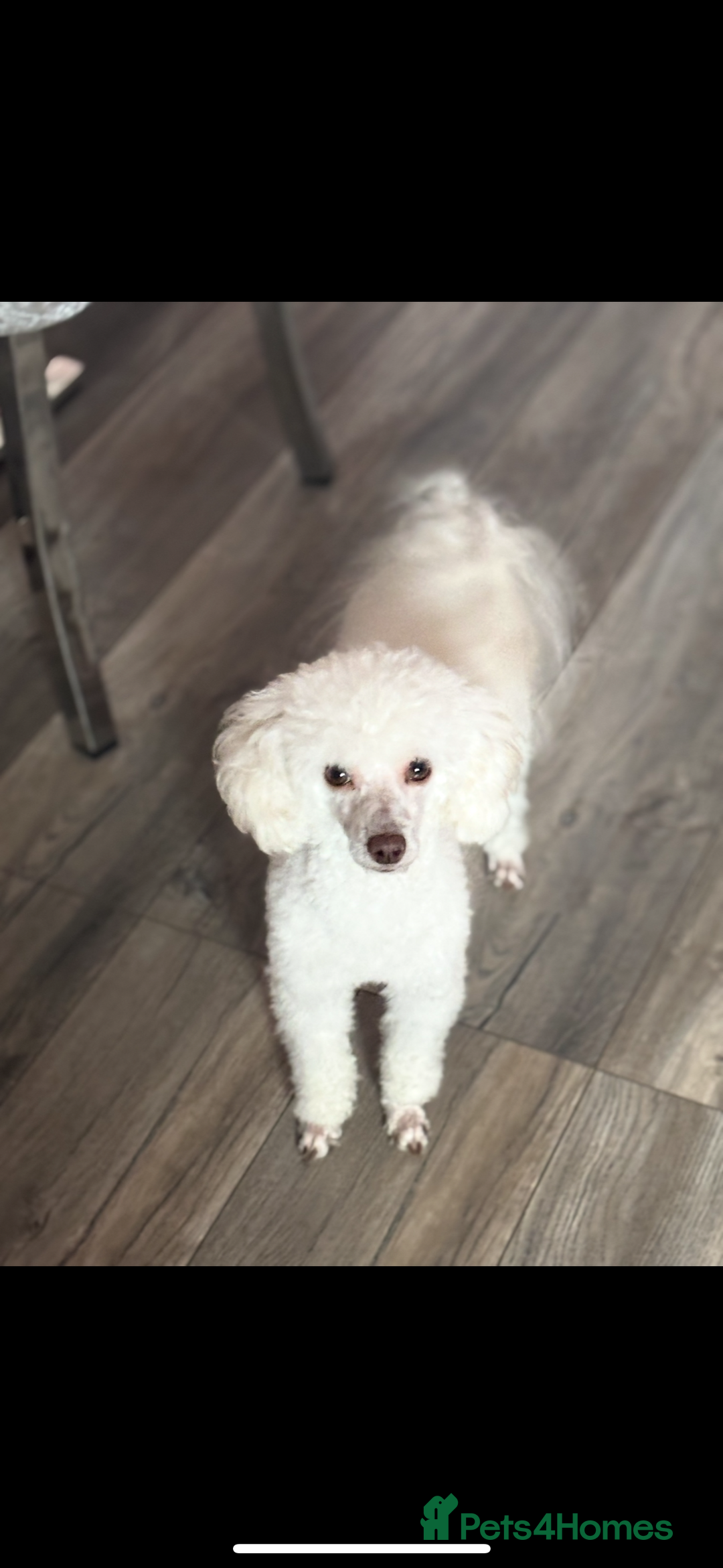 Toy Poodle dogs for stud: POSHLICIOUS'S POSH CRÈME aka Loui - Advert 1