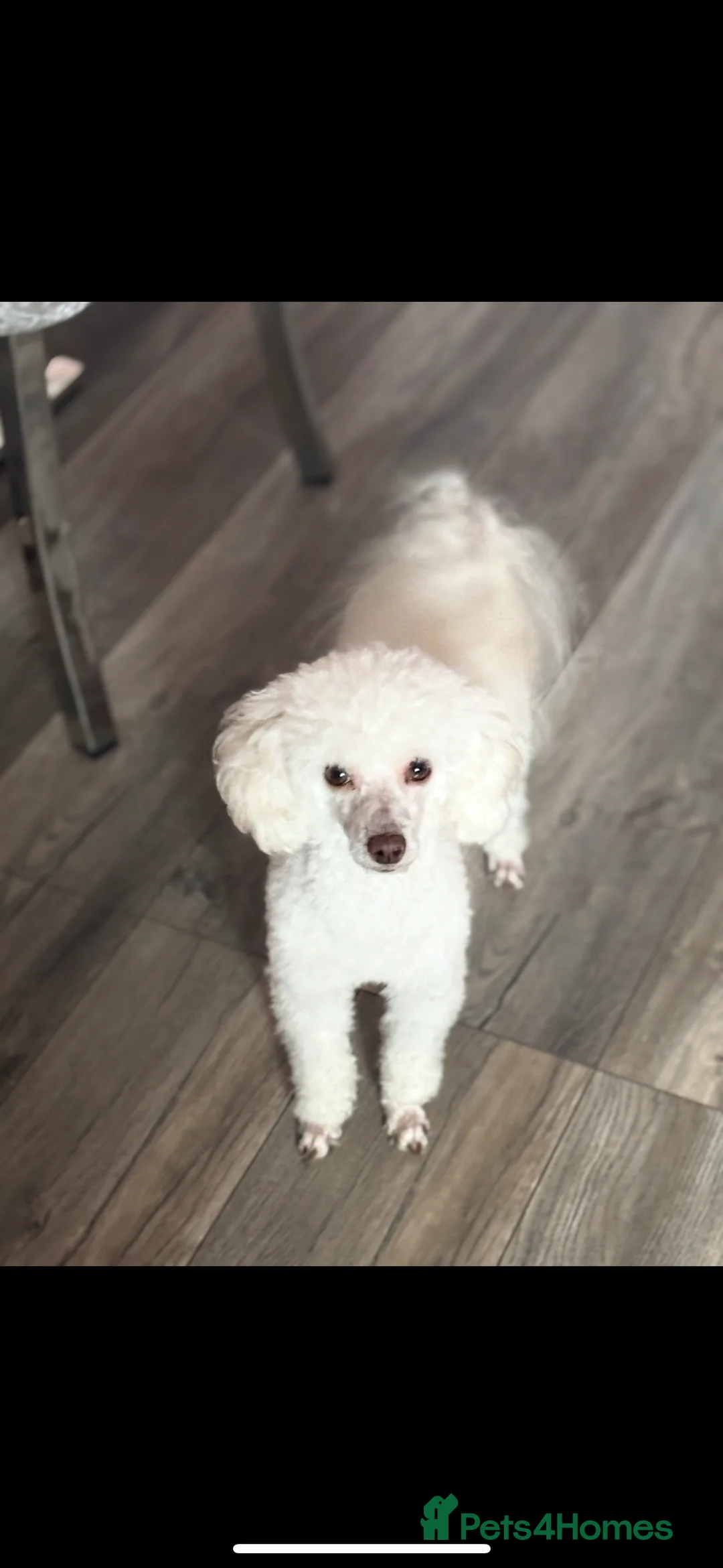 Toy Poodle dogs for stud: POSHLICIOUS'S POSH CRÈME aka Loui - Advert 1