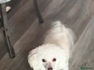 Toy Poodle dogs POSHLICIOUS'S POSH CRÈME aka Loui - Advert 3