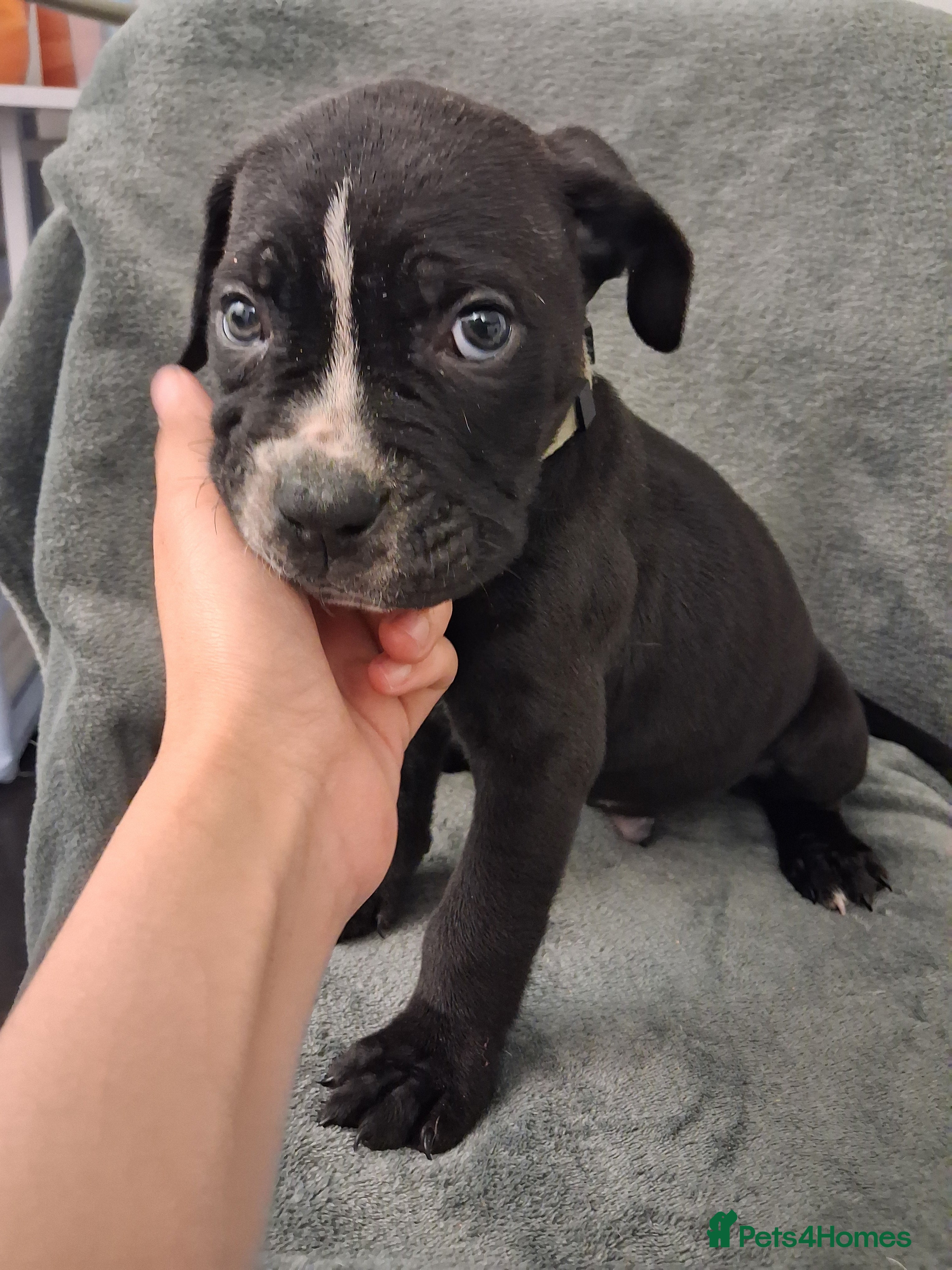 Mixed Breed dogs Alapaha Blue Blood Bulldog X Cane Corso Puppies  - Advert 6