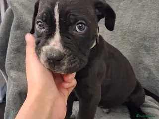 Mixed Breed dogs Alapaha Blue Blood Bulldog X Cane Corso Puppies - Advert 1