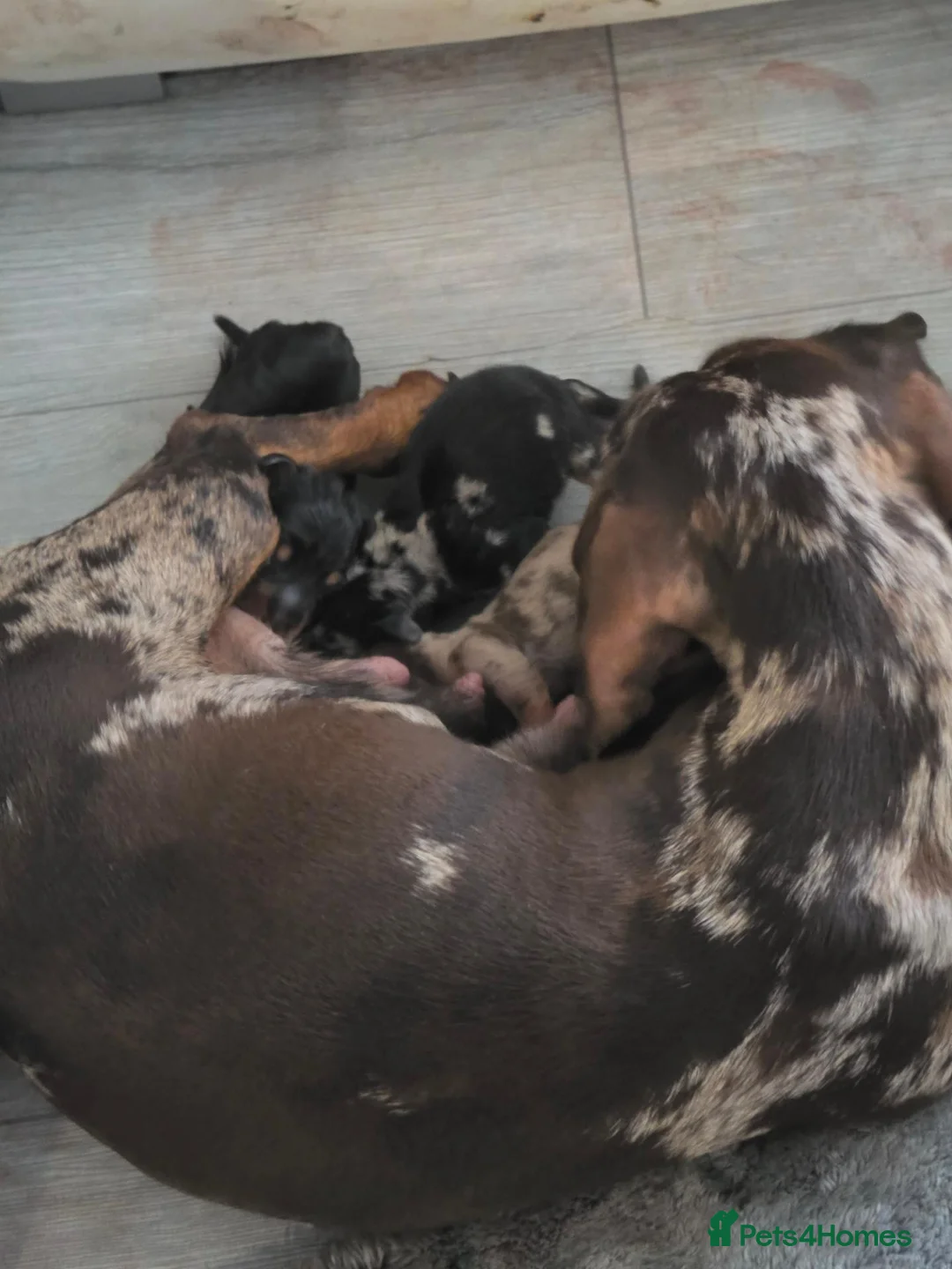 Dachshund dogs for sale: Dascund puppies for sale  in Keighley - Advert 5