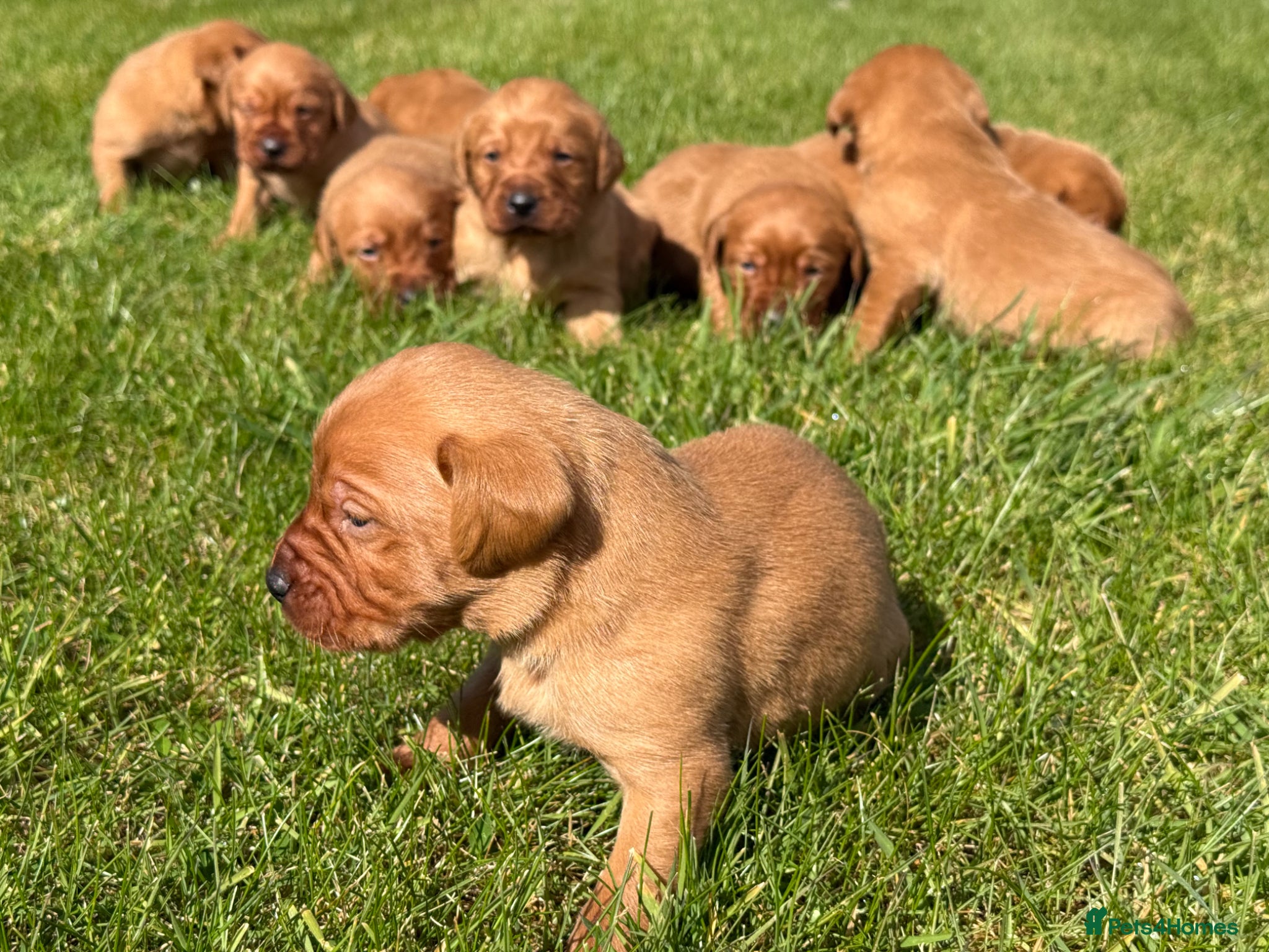 Labrador Retriever dogs Beautiful Fox Red Labrador Pups - Advert 1