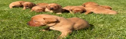 Labrador Retriever dogs for sale: Beautiful Fox Red Labrador Pups - Advert 1