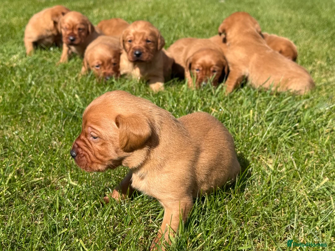 Labrador Retriever dogs for sale: Beautiful Fox Red Labrador Pups - Advert 1