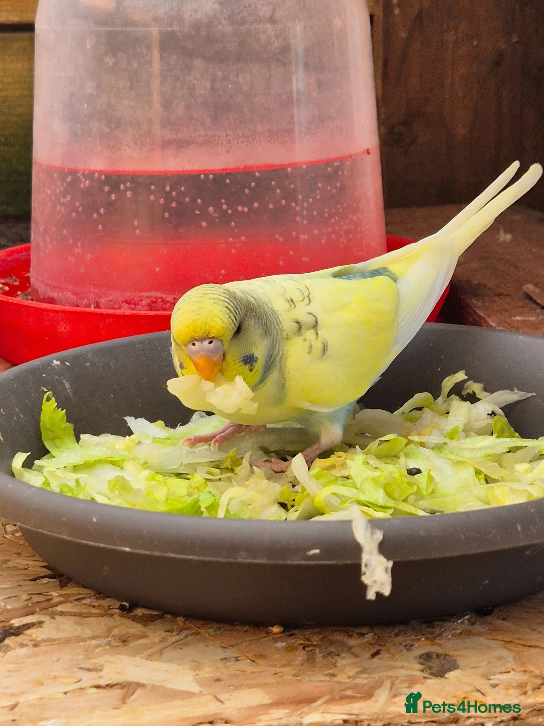 Budgerigars birds for sale: Beautiful baby budgie - Advert 1