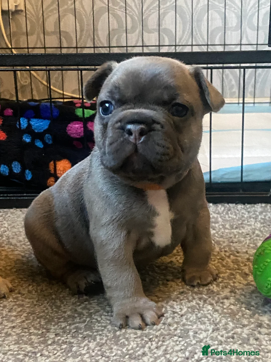 French Bulldog dogs for sale: Stunning chunky French bulldog pups  - Advert 17