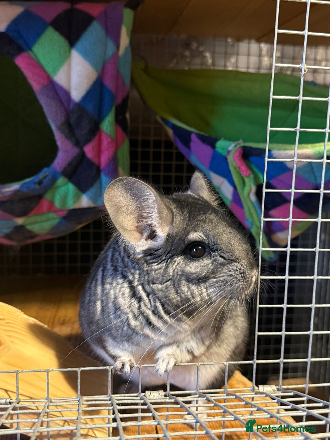 Chinchilla rodents for sale: 2 chinchillas for sale with cage  - Advert 5