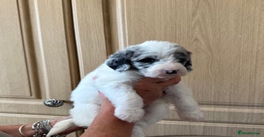 Mixed Breed dogs - Advert 6