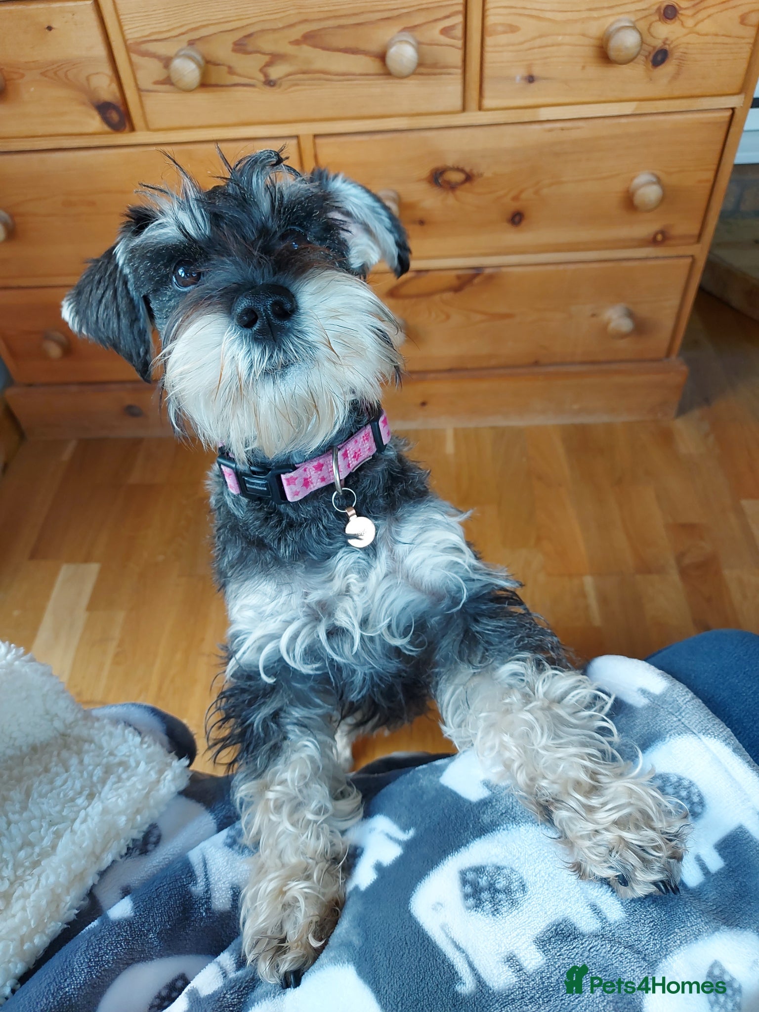 Miniature Schnauzer dogs Miniature Schnauzer pups *2 Males, 2 Females*  - Advert 1