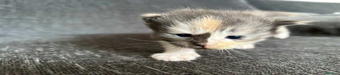 Maine Coon Kitten 5