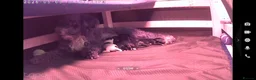 Sproodle dogs for sale: 🐶 Beautiful Sproodle Puppies For Sale 🐶 - Advert 8