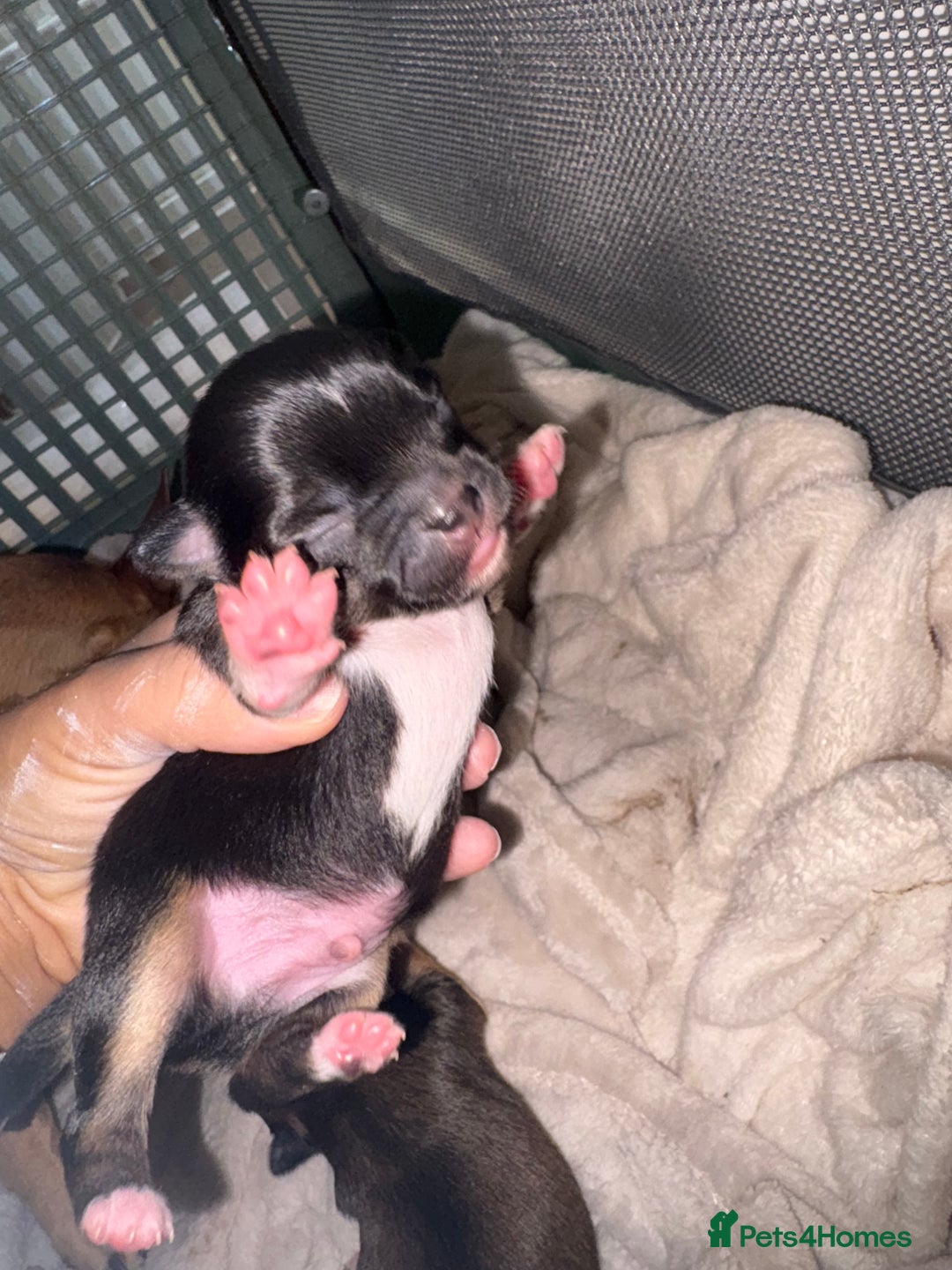 Chihuahua dogs for sale: chihuahua puppies for sale  - Image 6
