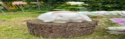 Mini Lop rabbits for sale: ⭐ FRIENDLY BABY MINI LOPS ⭐  - Advert 7