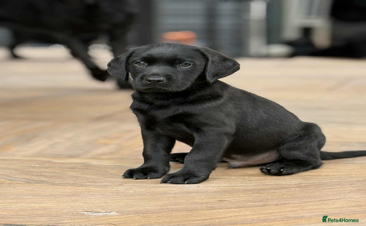 Labrador Retriever dogs - Advert 16