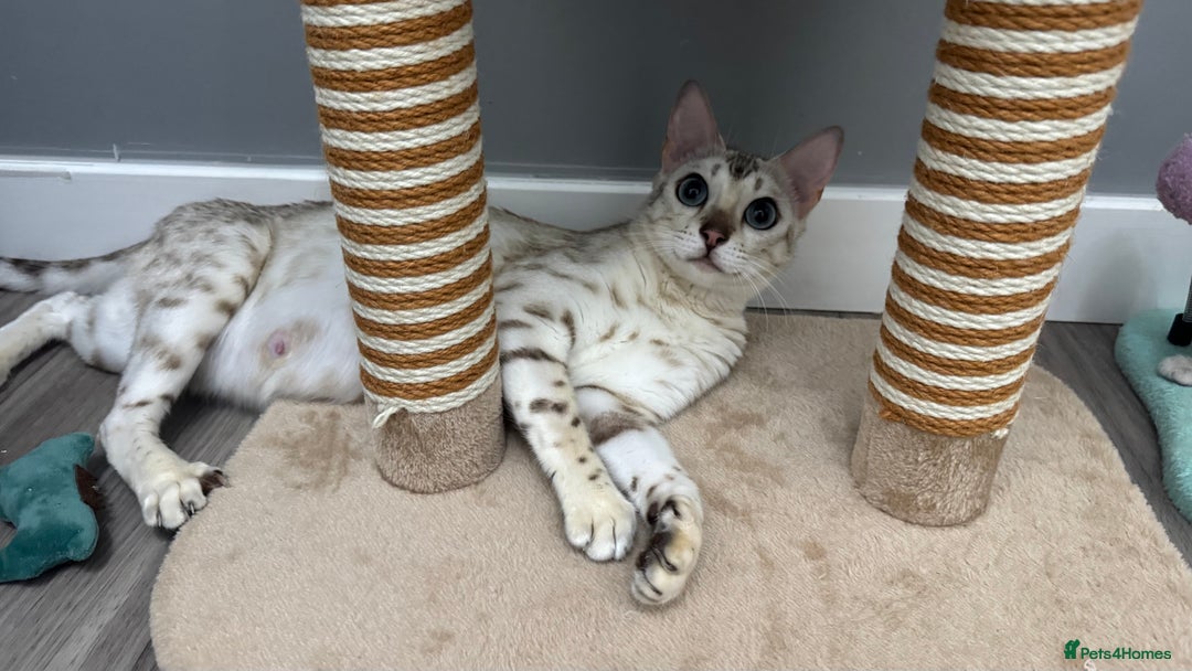Bengal cats for sale: 😻OUTSTANDING SHOW BENGALS. SHOW WINNING PARENTS🏆 - Image 7