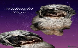 Cockapoo dogs for sale: F1B cockapoos (Merls & Solid Black) - Advert 10