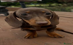Dachshund dogs for sale: CHAMPION LINE KC REG MINI DACHSHUND GIRLS  - Image 20