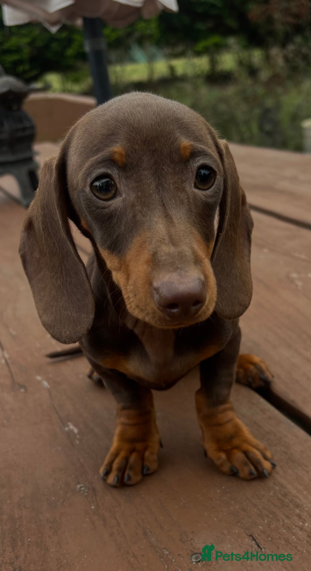 Dachshund dogs for sale: CHAMPION LINE KC REG MINI DACHSHUND GIRLS  - Image 20