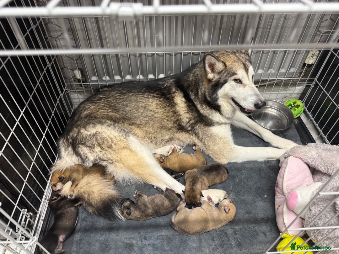 Mixed Breed dogs for sale: Malamute x puppies - Advert 20