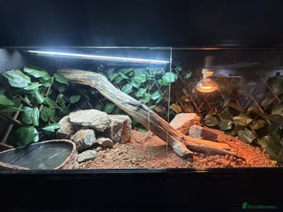 Lizard reptiles Rankin dragon - Advert 2