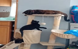 Domestic Shorthair cats for sale: 2 kittens looking for loving homes  - Image 4