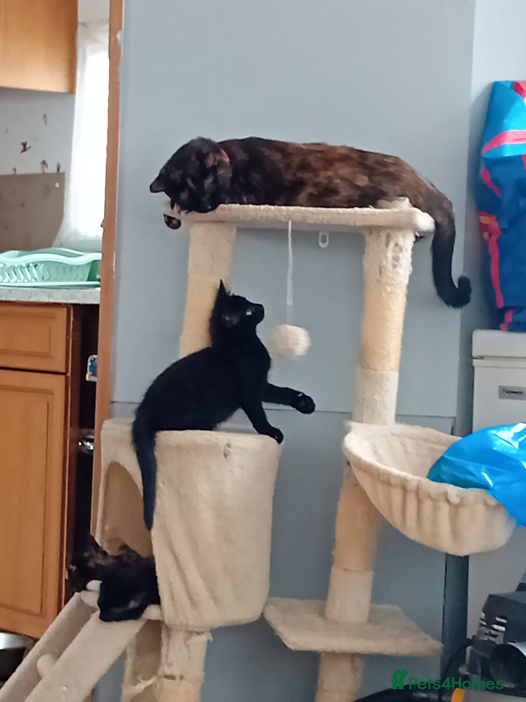 Domestic Shorthair cats for sale: 2 kittens looking for loving homes  - Image 4