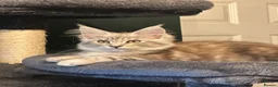 Maine Coon cats for sale: Beautiful Tica Active big girl  - Advert 17