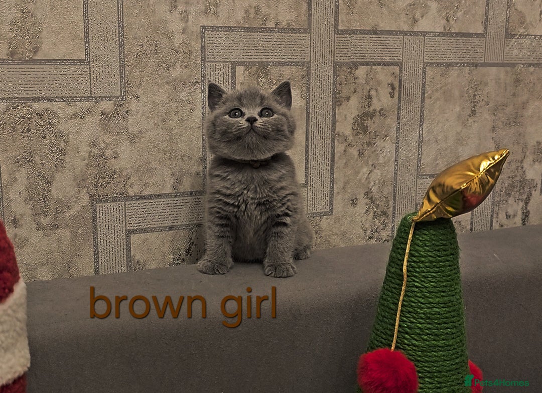 British Shorthair cats for sale: British Shorthair kitten's, GCCF pedigree - Advert 27