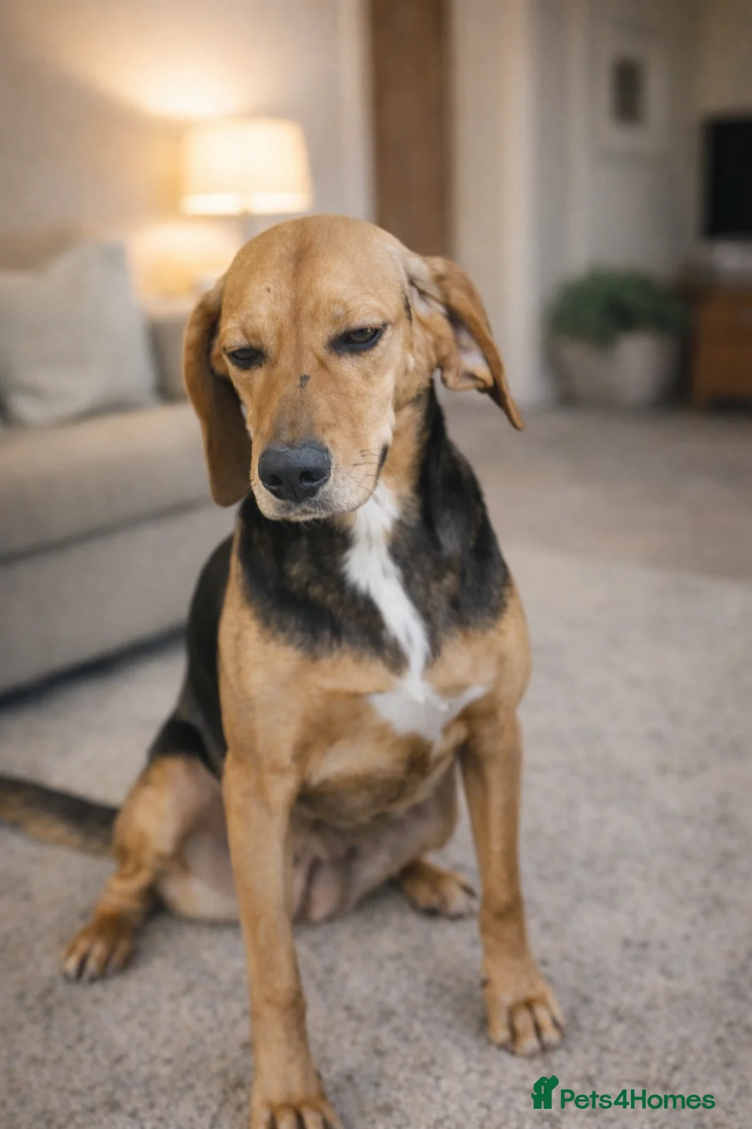 Mixed Breed dogs for adoption: Elsi was once unwanted now she is ready to belong - Advert 5