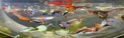 Live Bearers fish for sale: 10 Mixed Guppy Fry / babies (Postage £6)available  - Advert 2