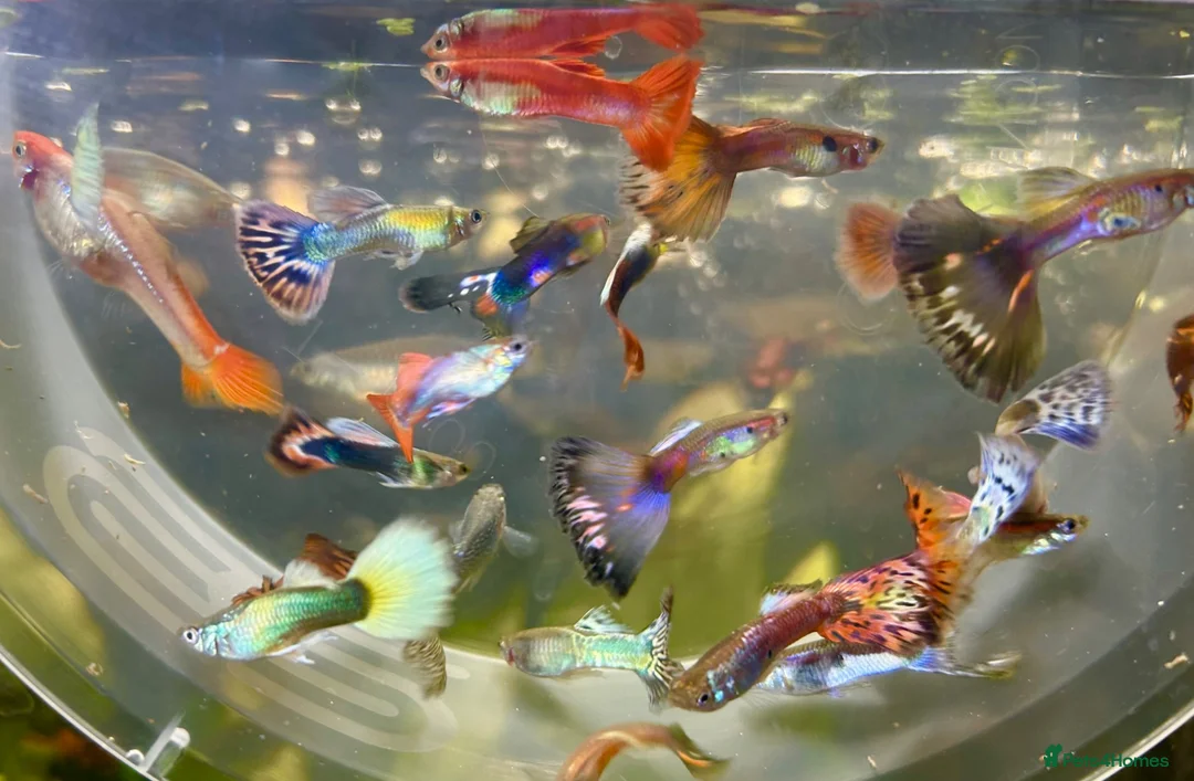 Live Bearers fish for sale: 10 Mixed Guppy Fry / babies (Postage £6)available  - Advert 2
