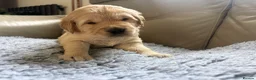 Golden Retriever dogs for sale: Golden Retiever puppies  - Advert 4